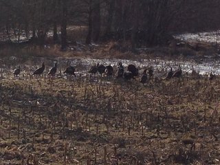 Property photo 2 - 80 +/- Acres Offered in 2 Tracts - Kosciusko County Farm Auction